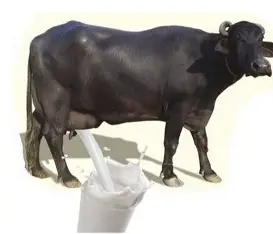 Buffalo Milk
